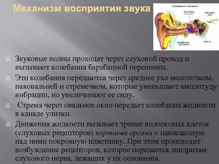 Последовательность звуковых колебаний передаются к рецепторам. Физиологический механизм восприятия звука. Механизм восприятия звука слуховым анализатором. Механизм восприятия звуковых колебаний физиология. Охарактеризуйте механизм восприятия звука.