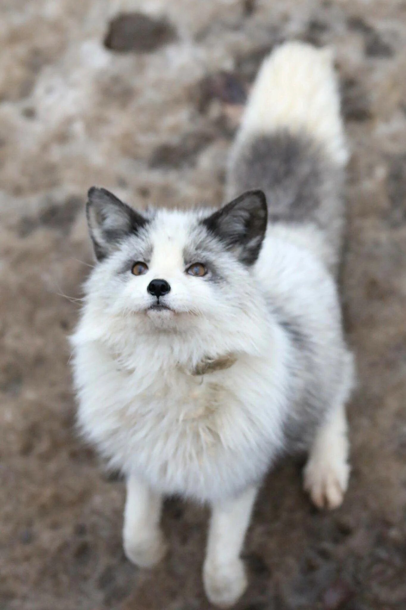 Мраморная крестовка лиса. Мраморная лиса (Marble Fox). Лиса Жемчужная крестовка. Платиновая крестовка лиса.