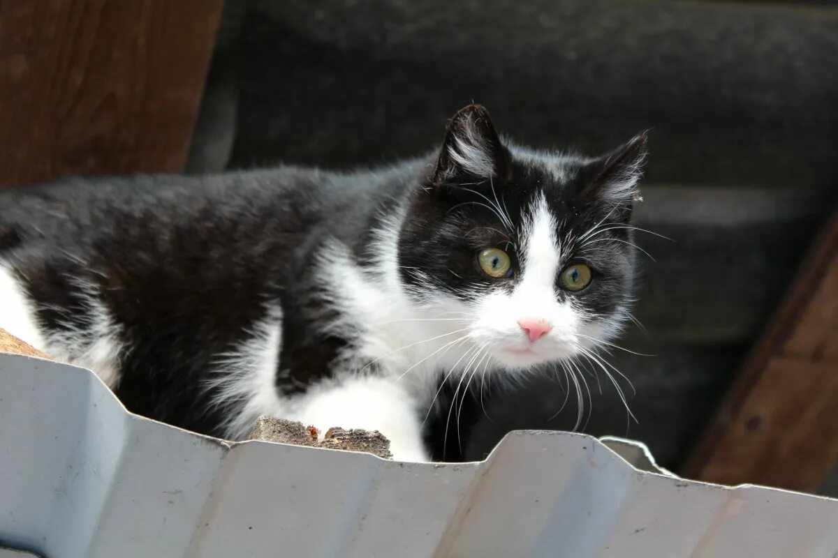 Кошки чрезвычайно терпеливы. Любознательная кошка. Кот Барсик черно белый. Черно белый кот удивленный. Чёрно-белая кошка домашняя.