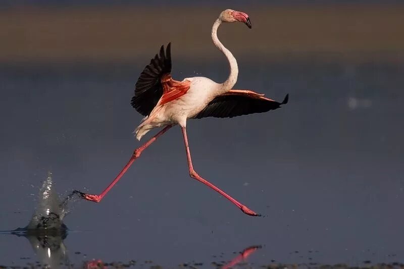 Шел шел и полетел. Фламинго Обломинго. УГАРНЫЙ Фламинго. Прикольный Фламинго. Смешной Фламинго.