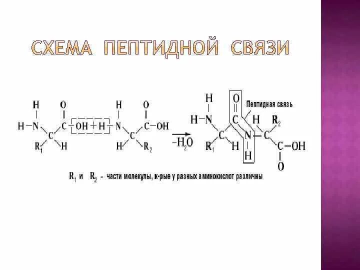 Связаны пептидными связями. Образование пептидной связи между аминокислотами реакция. Схема образования пептидной связи белка. Образование пептидной связи и белков реакция. Белки пептидная связь формула.