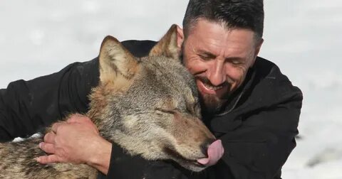 Wolf other