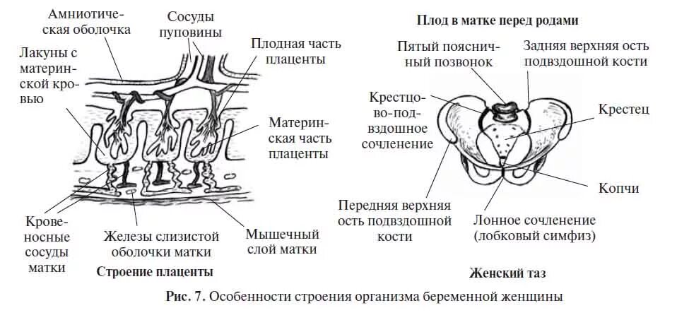 Пуповина строение схема. Строение матки беременной женщины.