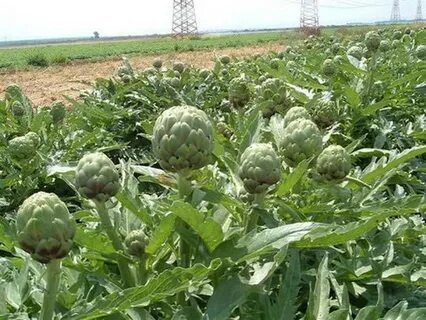 Артишок выращивание и уход