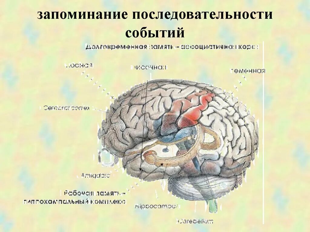 Отдел памяти в мозге. Память структуры мозга. Мозговые структуры памяти. Мозг и память человека. Память в каком отделе мозга