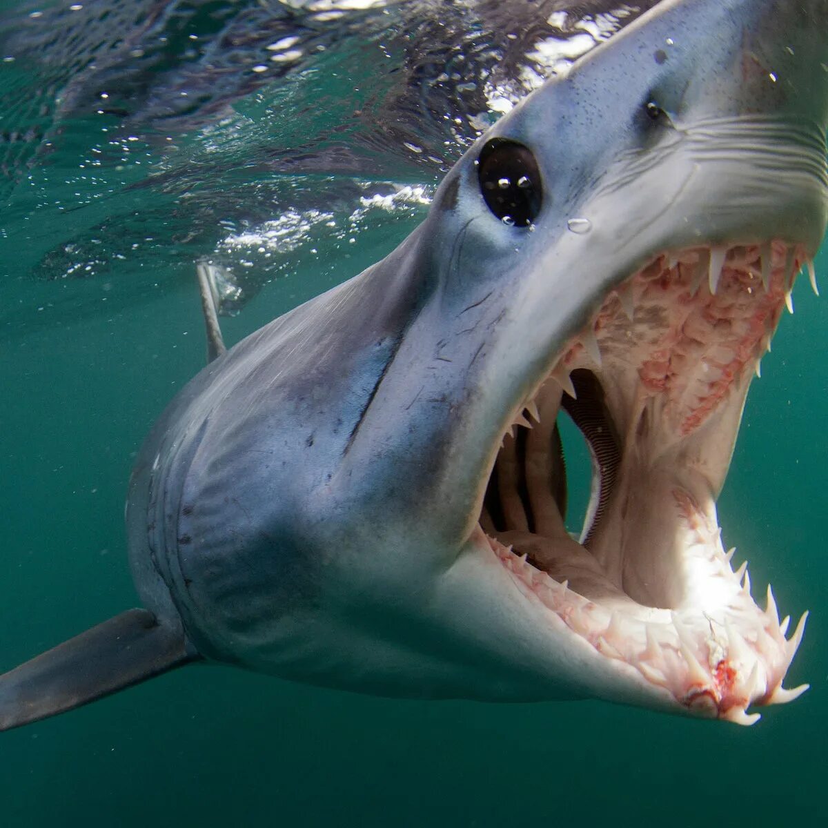 Акула мако опасна ли для человека. Акула мако. Белая акула мако. Серо голубая акула мако.