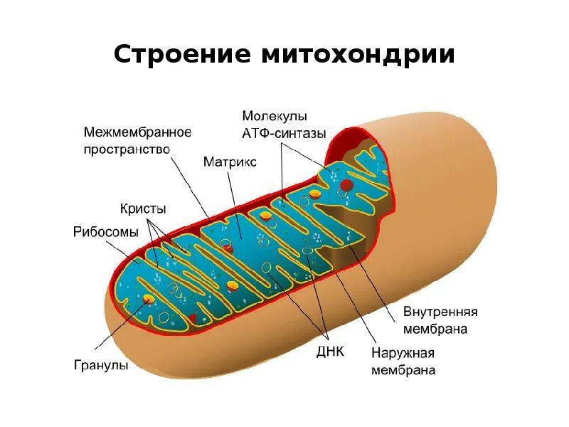 Гранулы в митохондриях