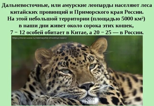 Презентация о амурском леопарде