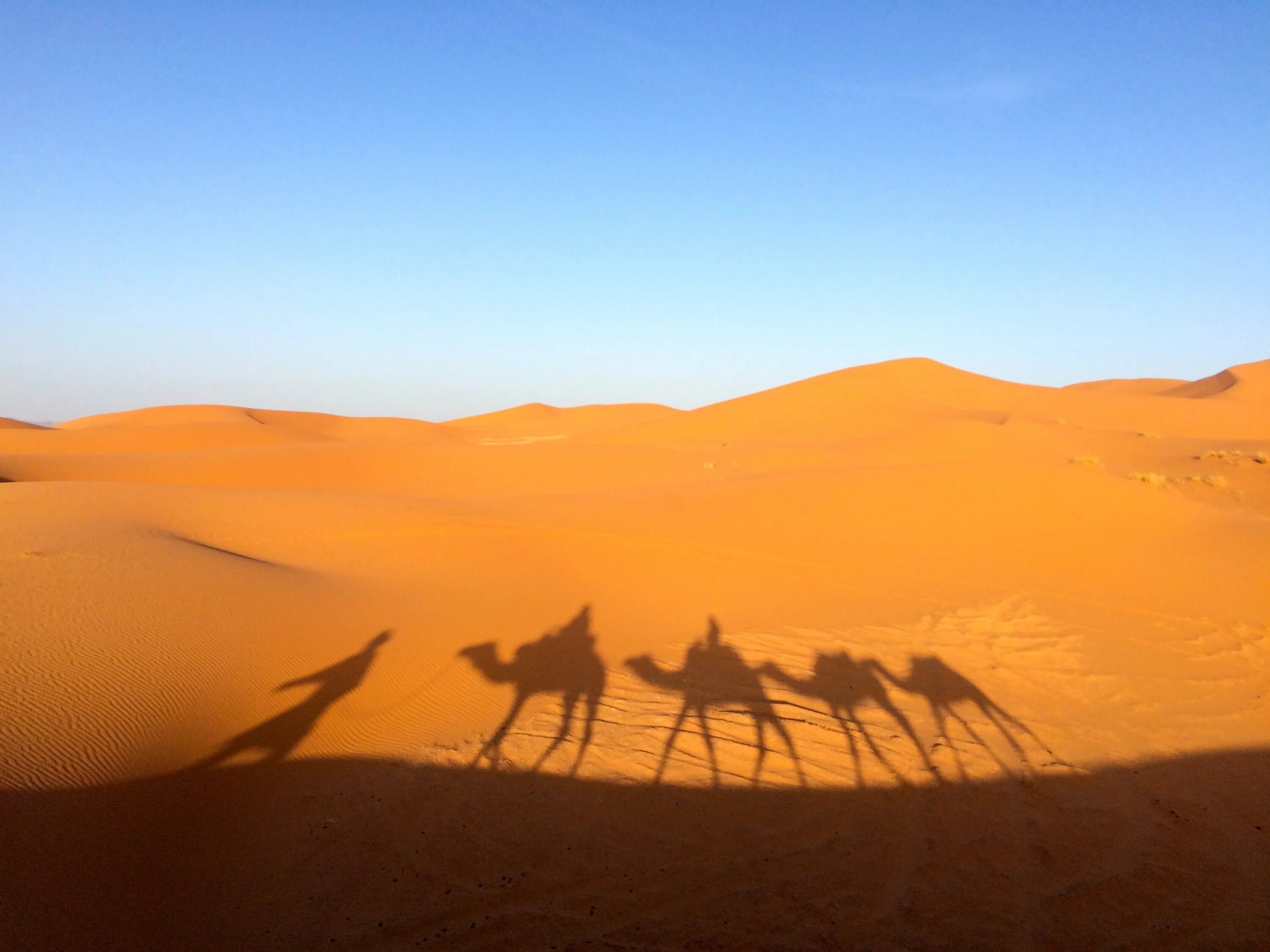 Египет пустыня сахара. Африка сахара верблюд. Пустыня Сахель. Пустыни Африки сахара.