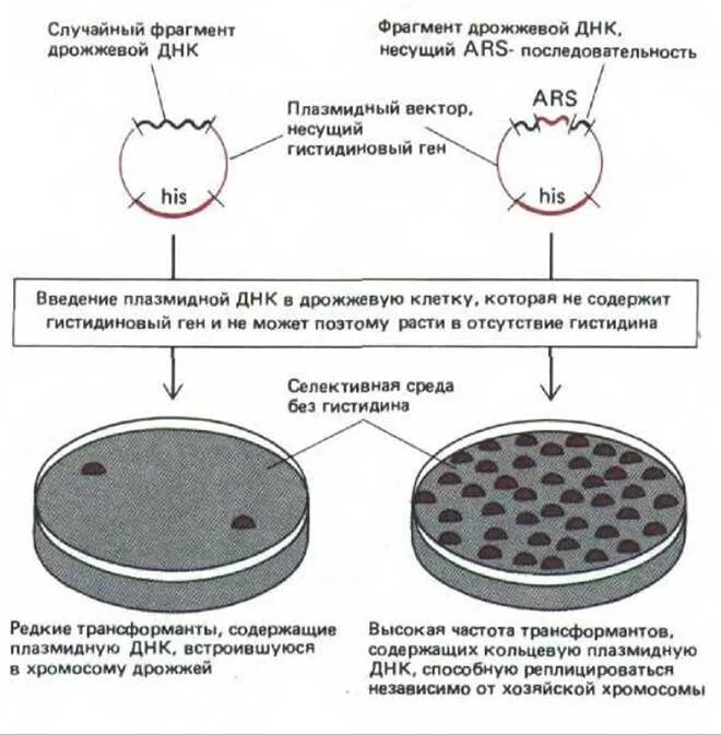 Плазмиды дрожжей. Трансформация дрожжей. Введение плазмид в бактериальные клетки. Плазмидная ДНК.