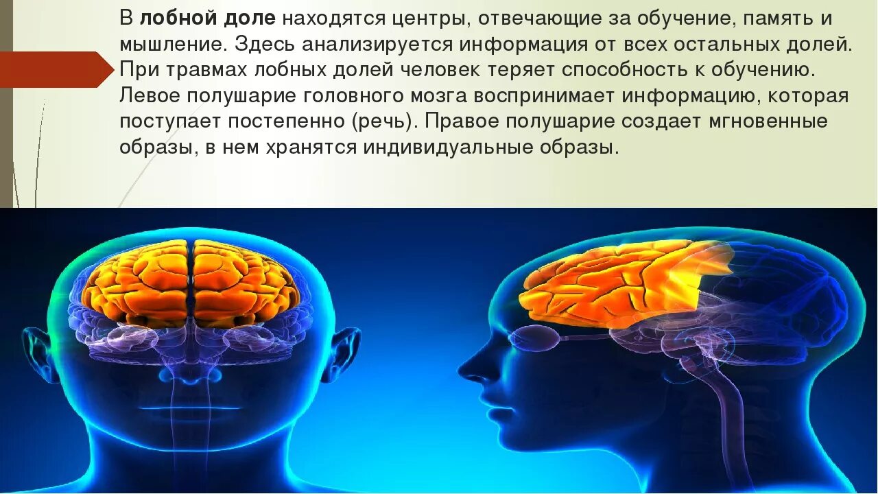 Лобные доли мозга за что отвечают. Участок головного мозга отвечающий за память. Память в каком отделе мозга