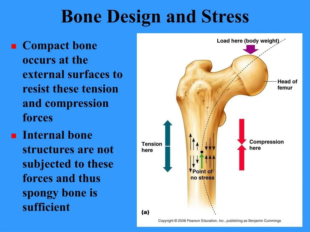 Bones text. To the Bone. Импрегнированная кость \то. Tension Compression. Bone произведение.