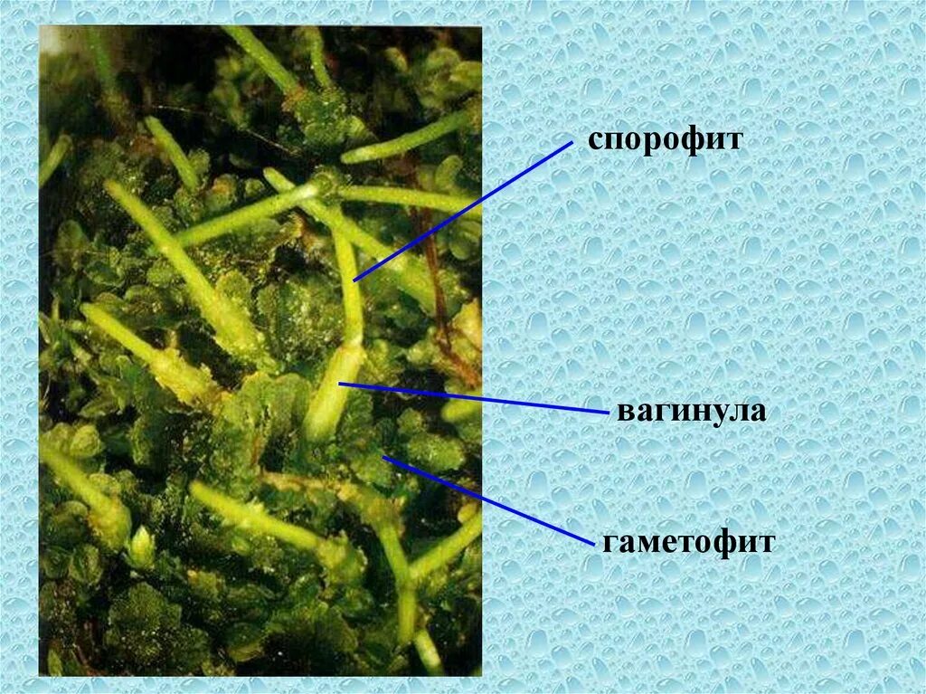 Протонема сфагнума. Спорофит сфагнума. Протонема мха сфагнума. Жизненный цикл моховидных Bryophyta. Виды спорофитов