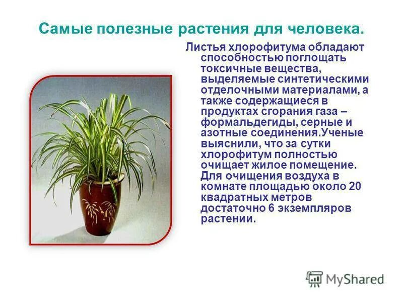 Полезные комнатные растения. Полезные комнатные цветы для человека. Самые полезные комнатные растения. Растения про полезные для здоровья человека. Хлорофитум приметы