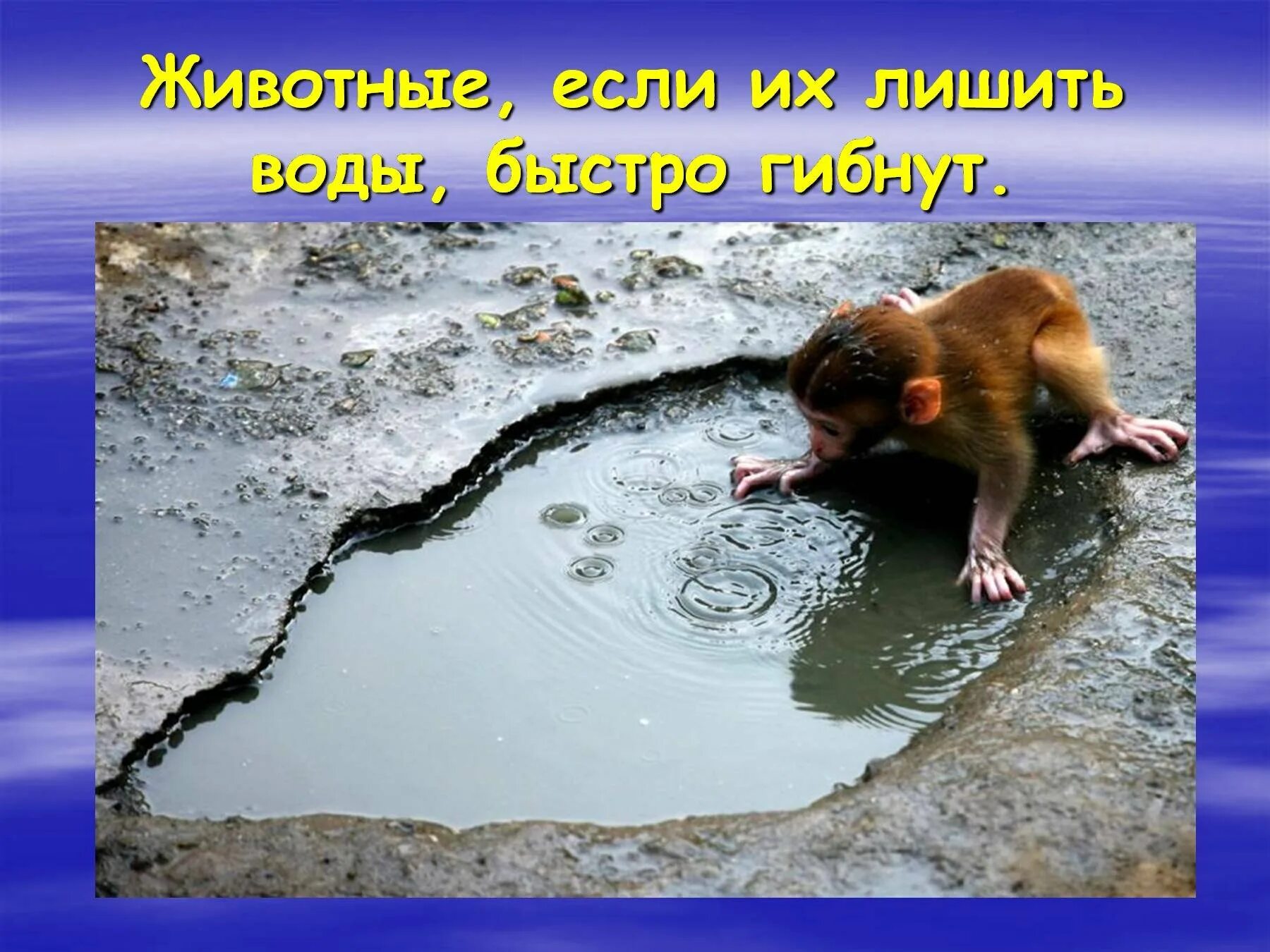 Собака прожить без воды. Берегите воду. Береги воду. Берегите воду 3 класс. Животные без воды.