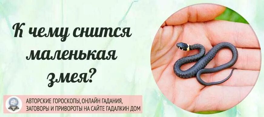 К чему снятся укусы змей мужчине. К чему снится змея. К чему снятся маленькие змеи. Маленькие змеи во сне к чему. Приснилась маленькая змея.