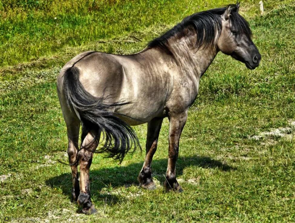 Порода лошадей Тарпан. Дикая лошадь Тарпан. Лошадь породы Коник польский. Гуцульская лошадь мышастая. Сайт коник