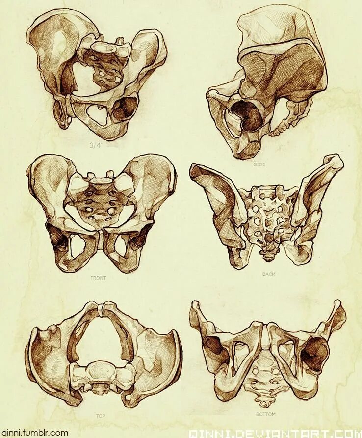 Анатомия малый таз кости. Темы таз. Женский таз тазовая кость. Таз слëз обложка альбома. Малый таз анатомия строение.