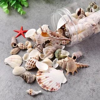 Ракушки рыбы