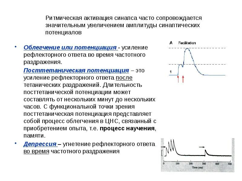 Посттетаническая потенциация. Свойства нервных центров тонус. Свойства нервных центров посттетаническая потенциация. Свойства нервных центров посттетаническая потенциация. Посттетаническая потенциация.