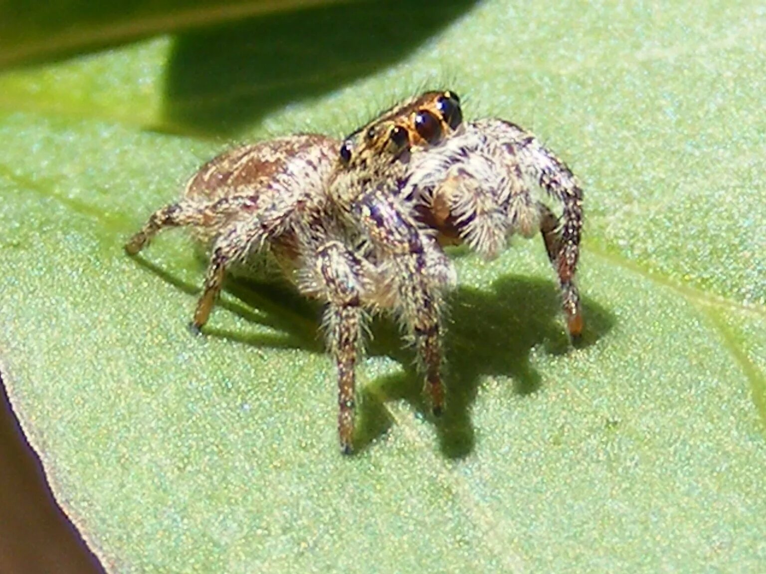Большие пауки в доме. Серые домашние пауки. Паук воронковый тарантул. Домашние пауки. Маленьких пауков и больших.