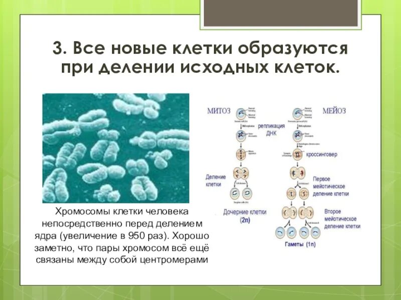 Образует новые клетки. Как появляются новые клетки. Клетка при делении исходных клеток. В клетки образуются. Жизнь клетки до ее деления