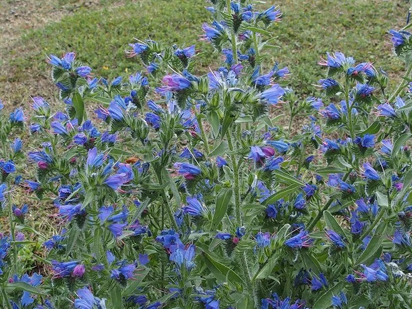 Ядовитое травянистое растение с синими цветами. Синяк трава медонос. Синяк обыкновенный медонос. Синяк цветок медонос. Луговой медонос синий.