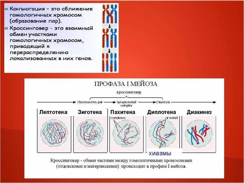 Кроссинговер в мейозе. Мейоз профаза диплотена хиазмы. Конъюгация гомологических хромосом. Конъюгация и кроссинговер гомологичных хромосом происходит в.