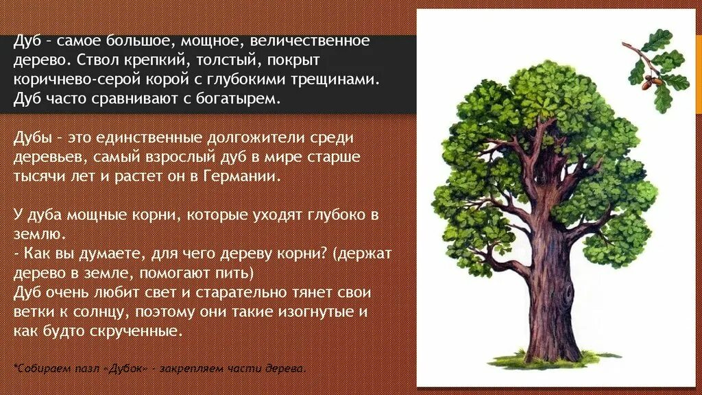 Описание дуба. Краткая информация про дуб. Дуб дерево описание. Дуб для презентации. Дуб текст описание