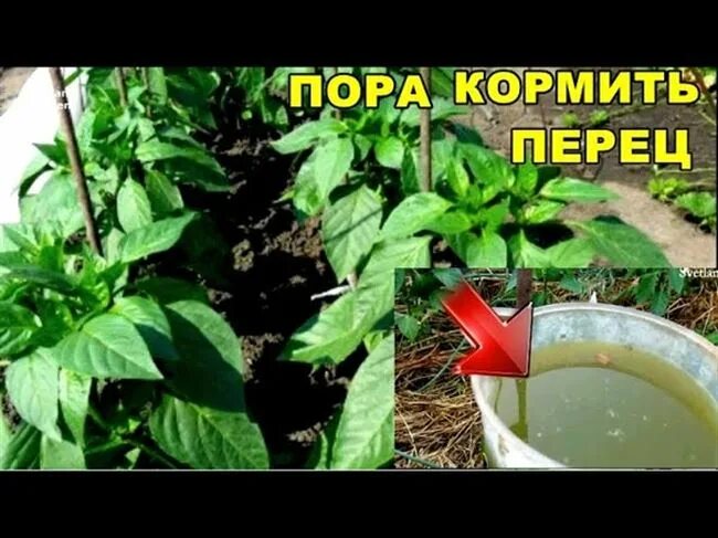 Подкормка перца. Чем полить перец. Поливать огород. Высадка перца в открытый грунт. Подкормка перцев в теплице.