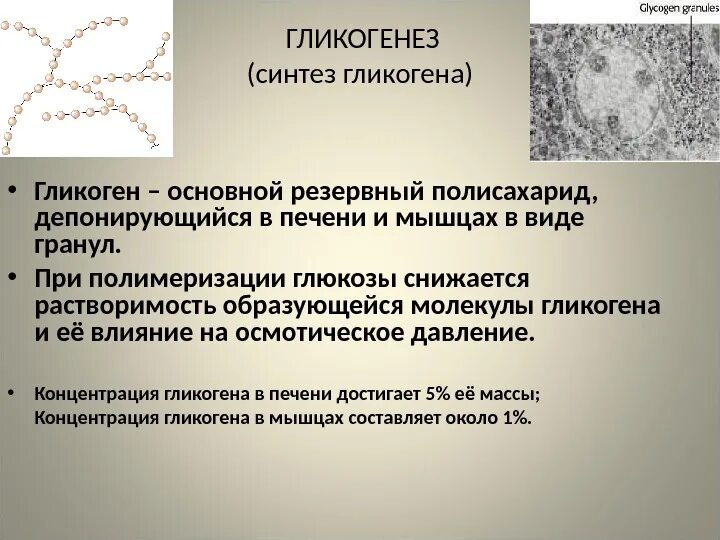 Синтез гликогена гликогенез. Синтез гликогена локализация. Этапы синтеза гликогена. Синтез гликогена биологическая роль.