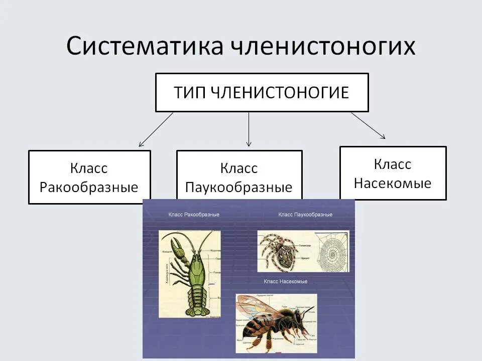 Членистоногие классификация. Классификация типа Членистоногие. Систематика членистоногих схема. Систематическая классификация членистоногих. Ракообразные паукообразные насекомые конечности