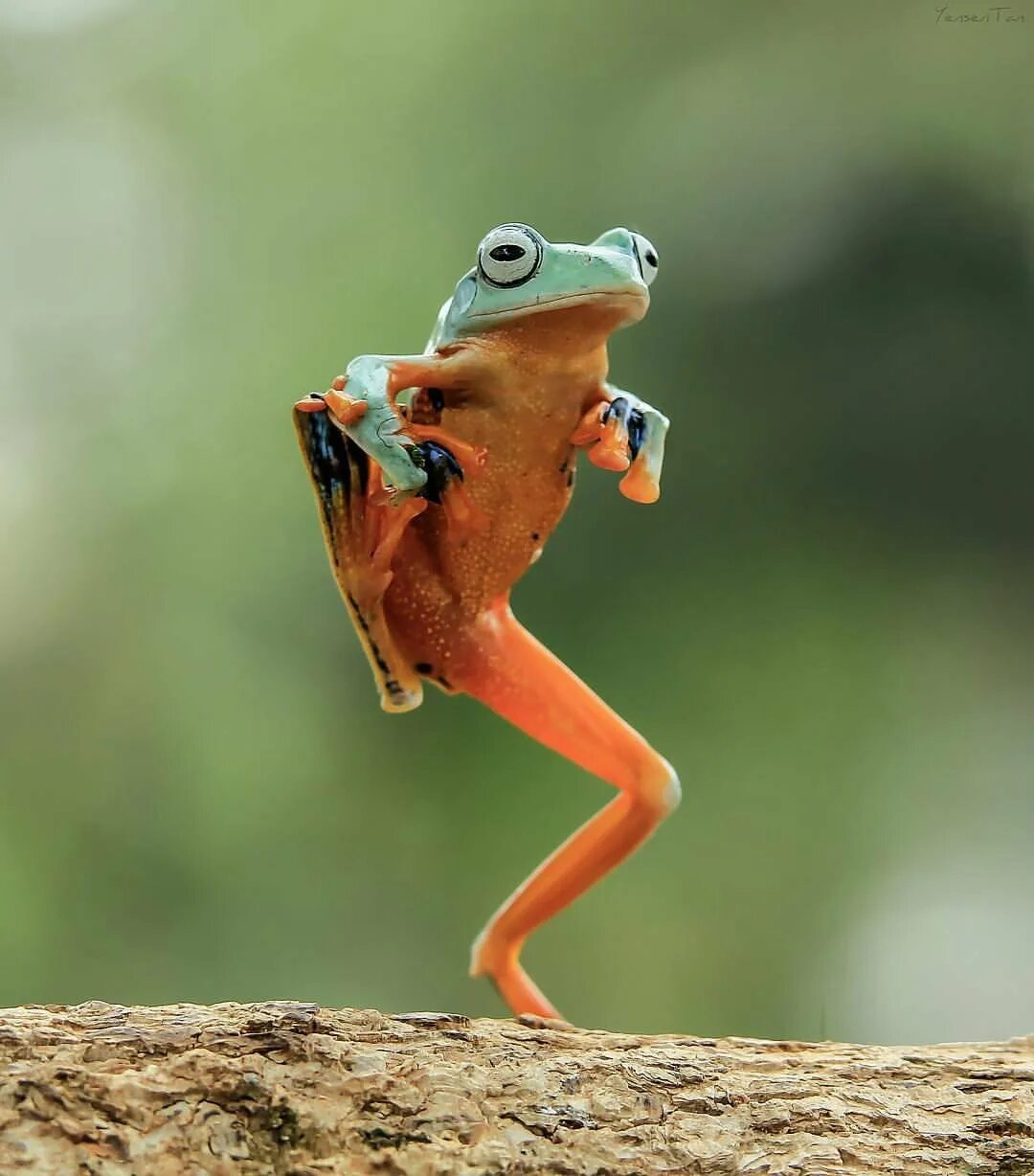 Смешные лягушки картинки. Лягушка. Смешные лягушки. Лягушка в прыжке. Лягушка танцует.
