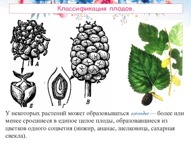 Какие растения обладают соплодиями - фото