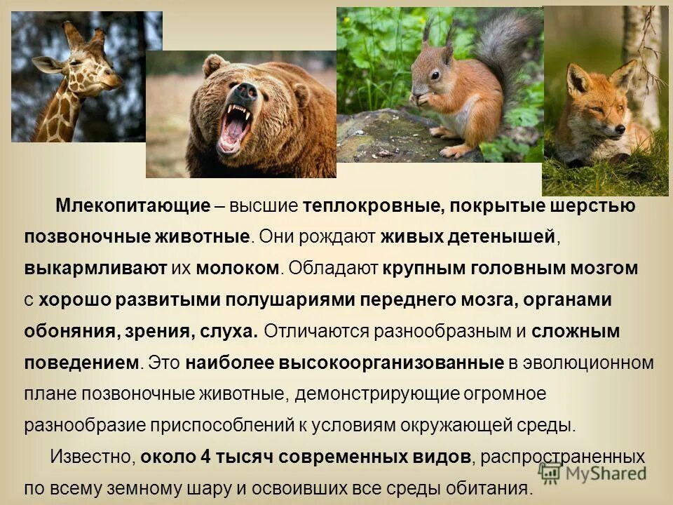 Млекопитающие животные. Сообщение на тему млекопитающие. Млекопитающие звери. Типичный представитель млекопитающих. Представители млекопитающих зверей.
