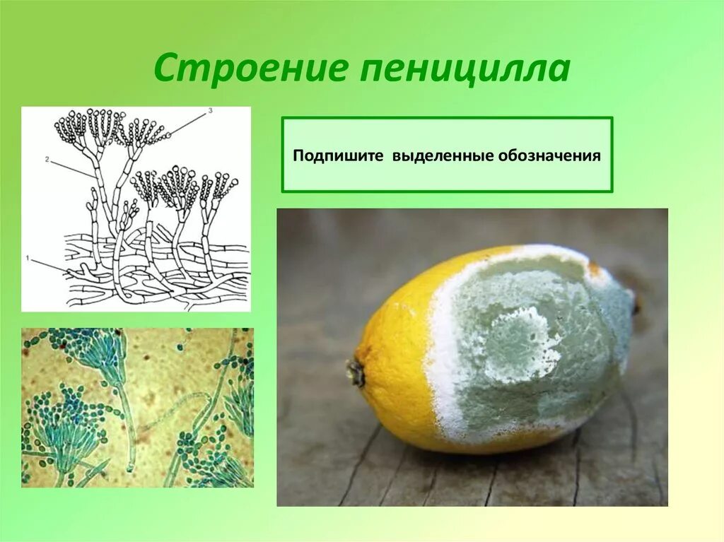 Строение микропрепарата пеницилла: найдено 83 изображений