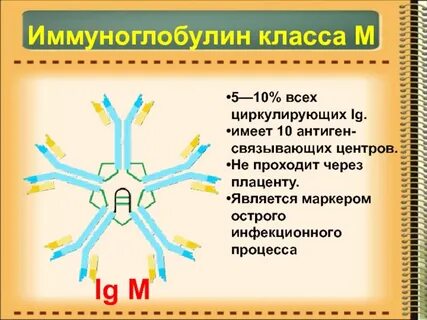Антитела класса g и m