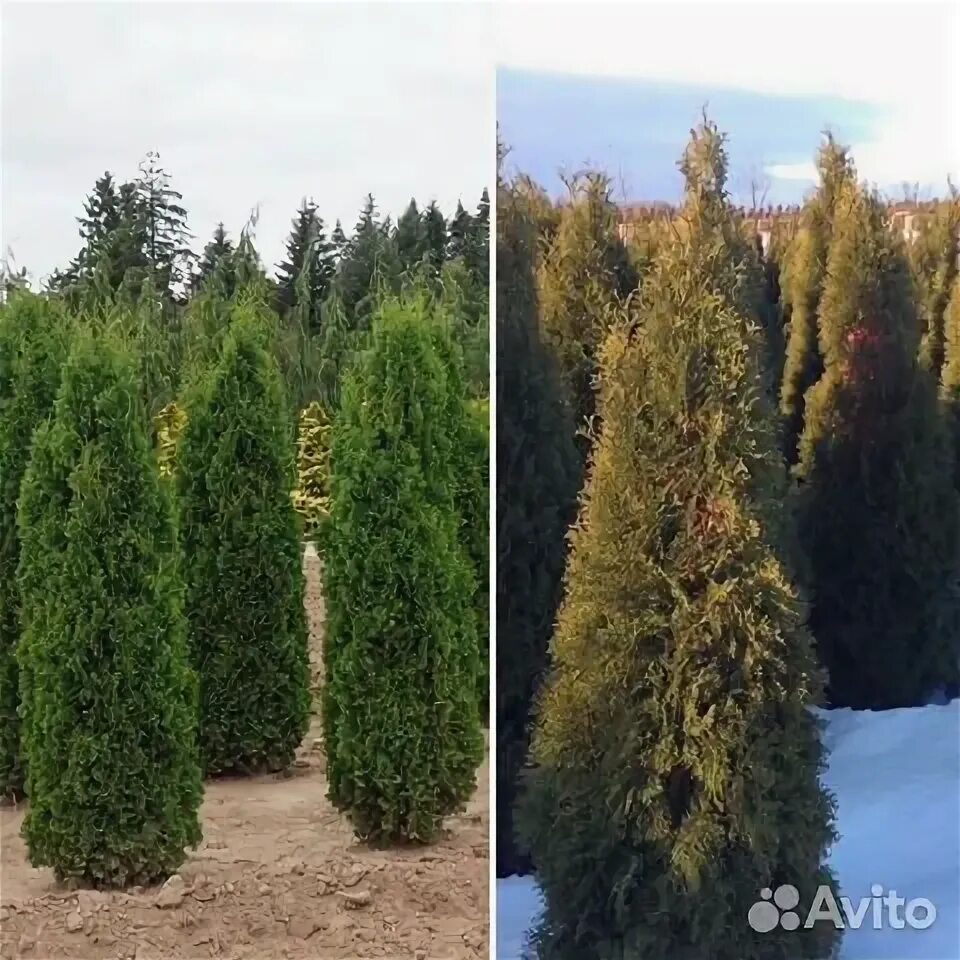 Туя, Колумна