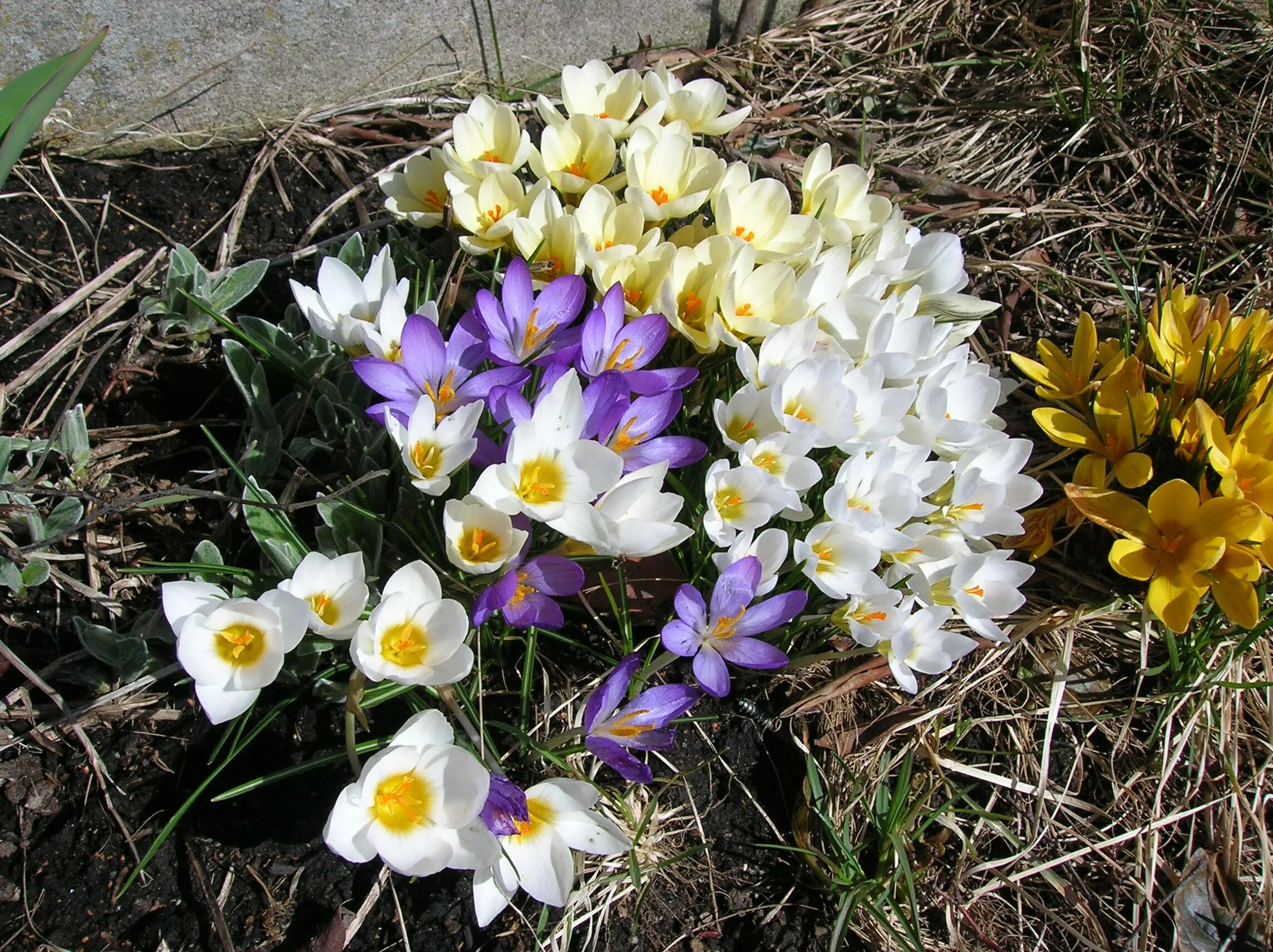 Ранние весенние цветы фото садовые. Crocus vernus. Крокус весенний Crocus vernus. Крокус Зибера Файрфлай. Крокус Зибера Триколор.