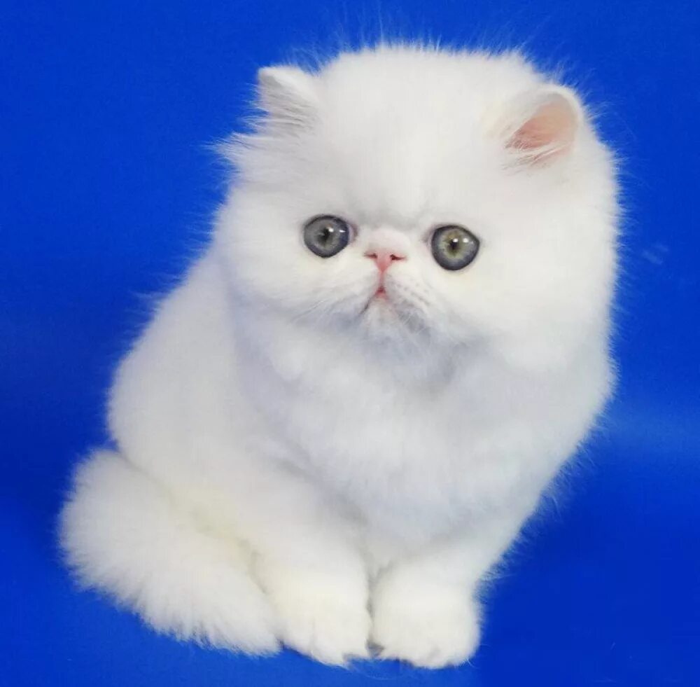 Персидский котенок белый. Персидская кошка котята белые. Персидский котенок белый. Персидская кошка котята белые. Персидский котенок альбинос.