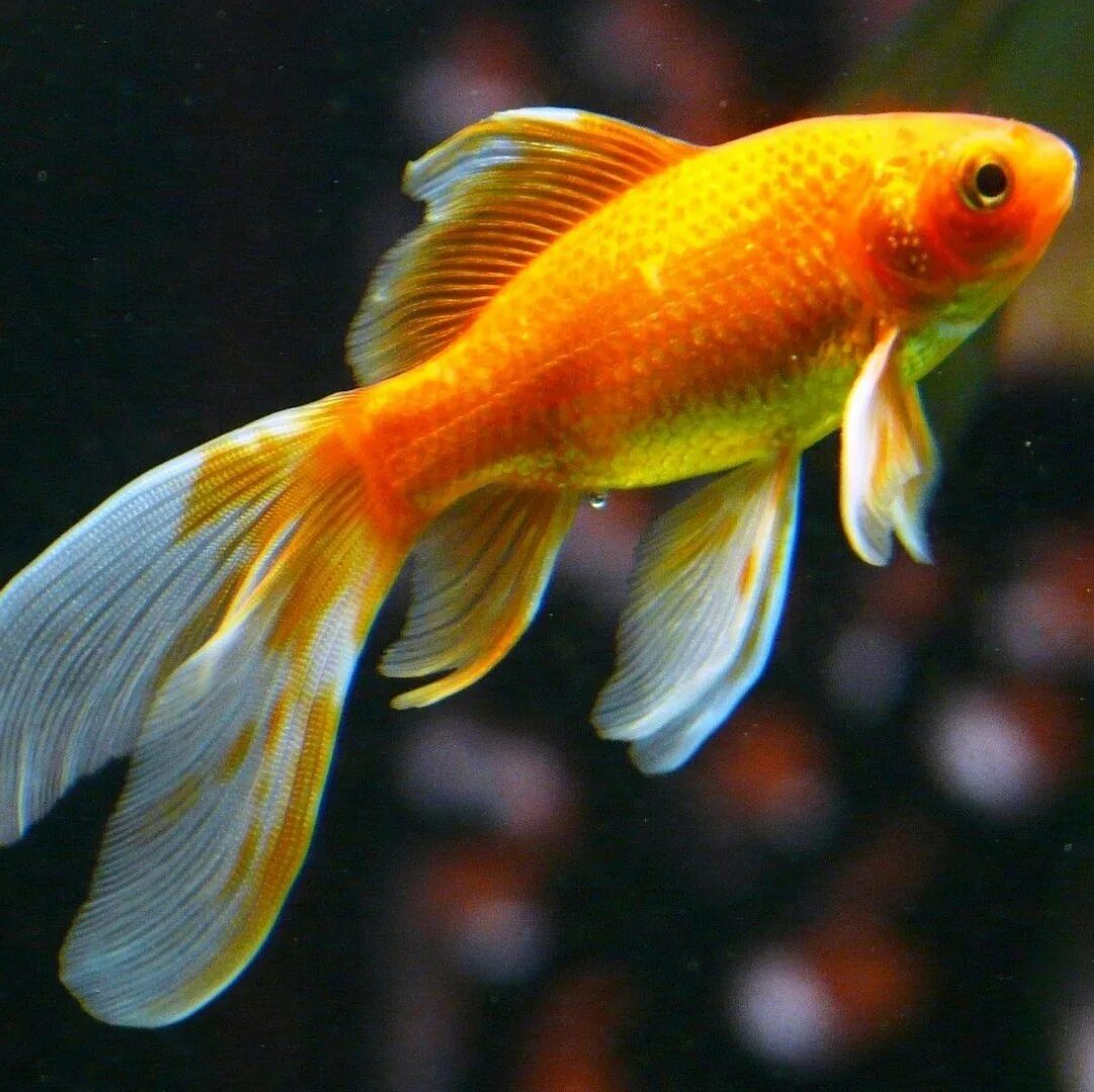 Аквариумная рыба золотая рыбка. Вуалехвост рыбка. Вуалехвост золотой. Аквариумные рыбки Золотая рыбка. Вакин рыбка аквариумная.