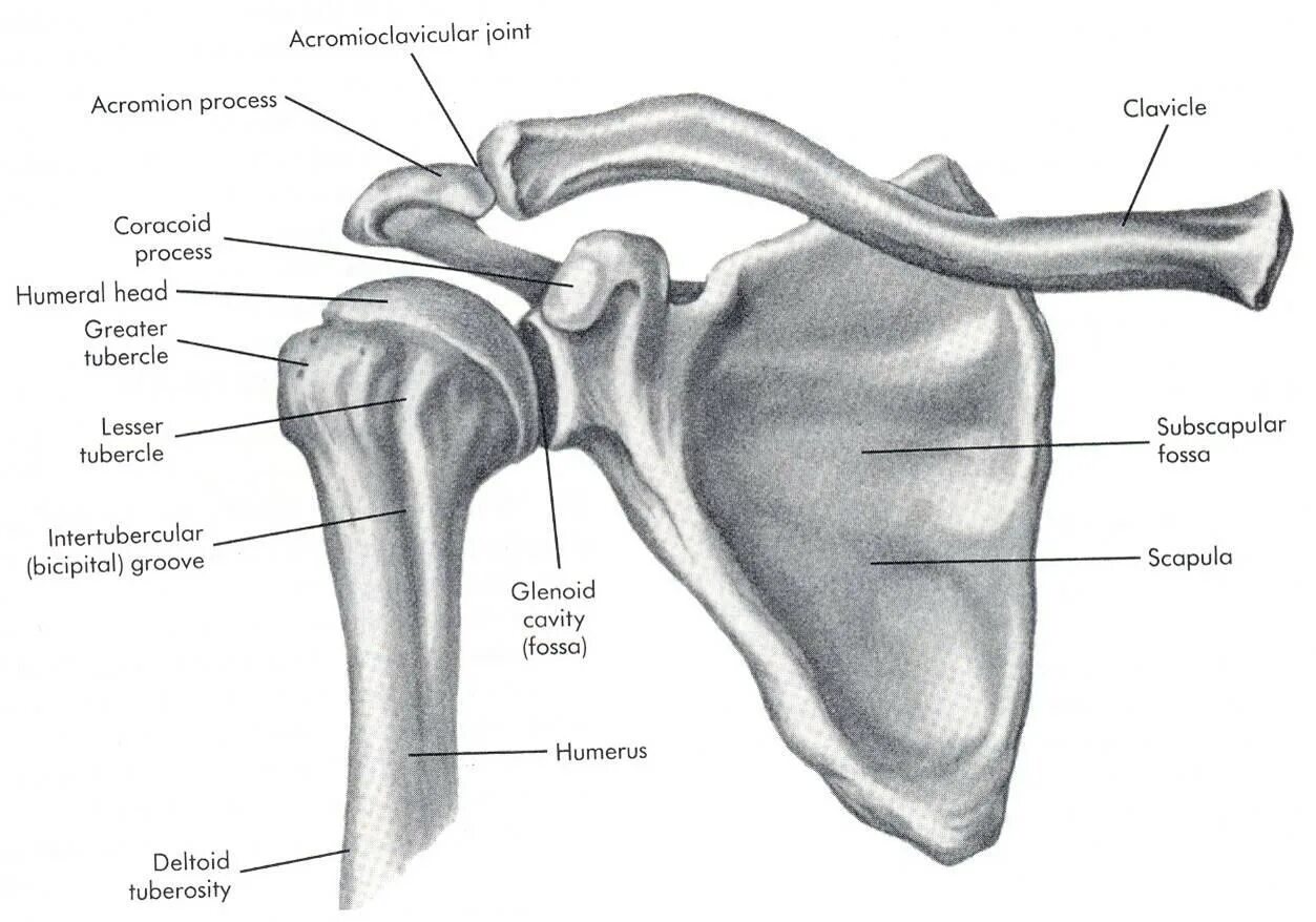Плечевой сустав анатомия строение кости. Плечевой пояс лопатка ключица. Лопатка ключица плечевая кость. Акромион и клювовидный отросток.