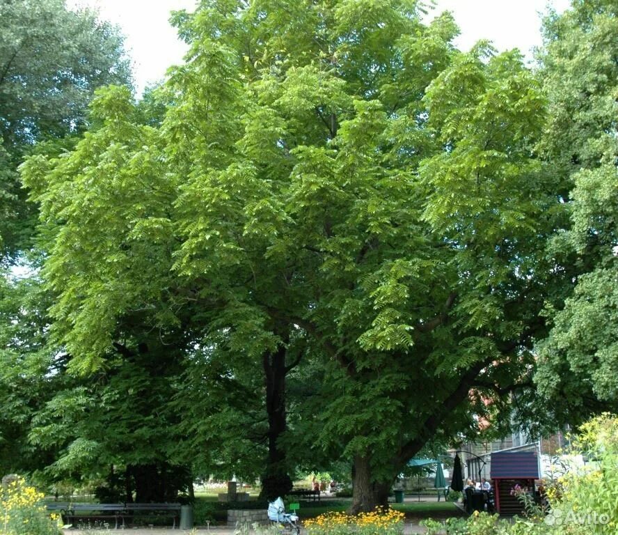 Сера деревьев