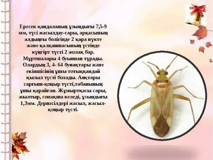 Дик пен емізікпен қатыгез секс