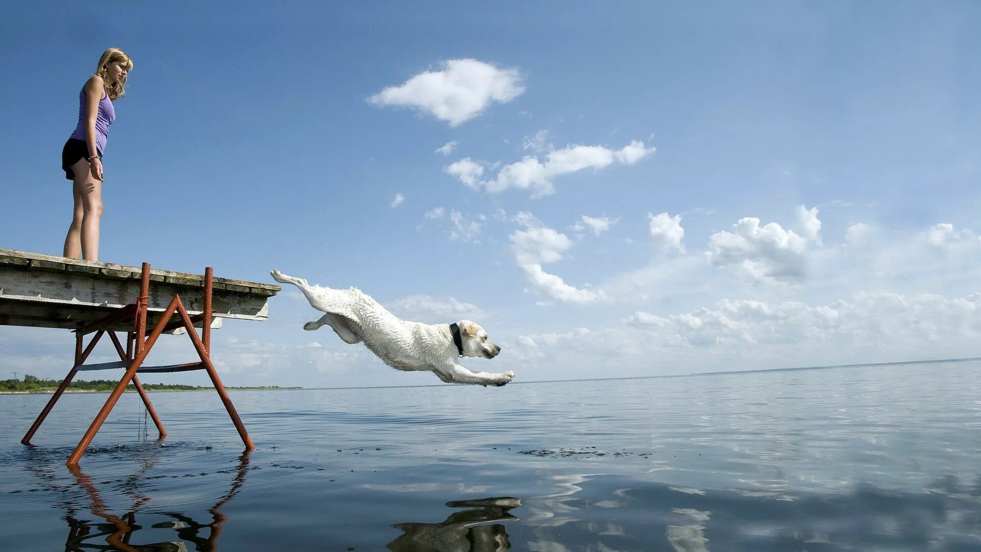 Включи бегущий воды. Собака прыгает в воду. Собака в прыжке. Прыжки с пирса в море. Прыжок в воду с пирса.