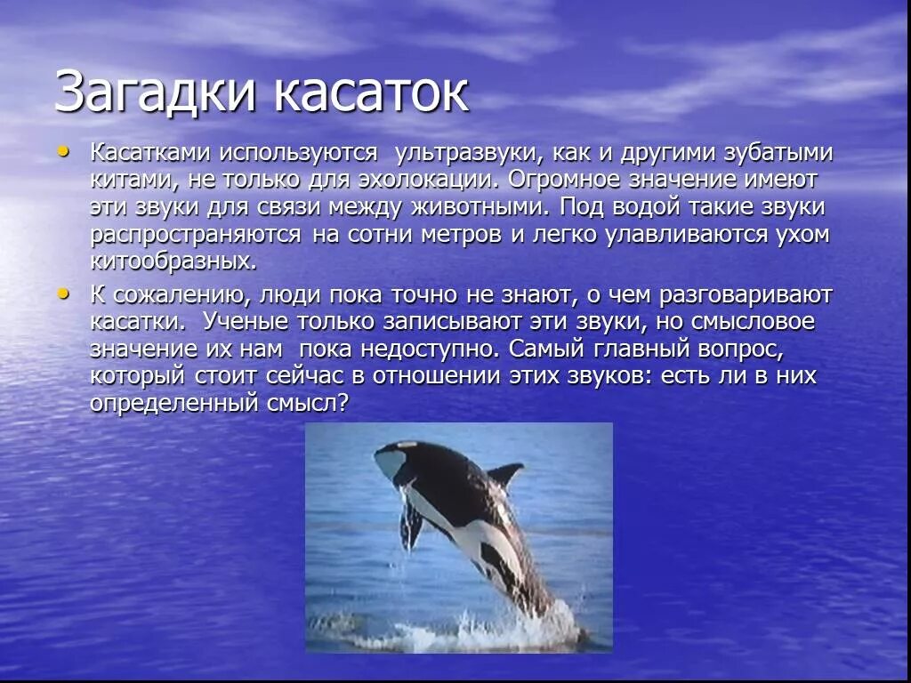 Касатка презентация. Доклад про касатку. Интересные факты о касатках. Касатка интересные факты для детей. Касатка кратко