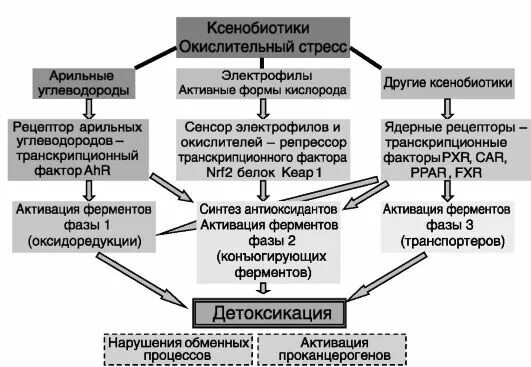 Общая схема процесса биотрансформации ксенобиотиков Промышленные яды и их классификация. Показатели токсичности. Общие закономерност