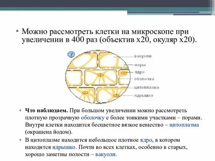 Лабораторная работа по биологии строение клетки вывод