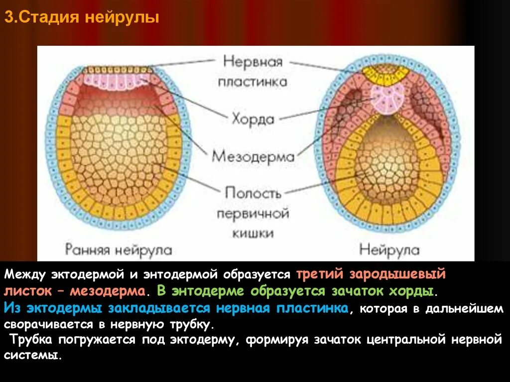 Какой зародышевый листок формируется на стадии. Зародыш бластула гаструла нейрула. Нейрула зародышевые листки. Мезодерма на стадии нейрулы. Эмбриогенез нейрула строение.