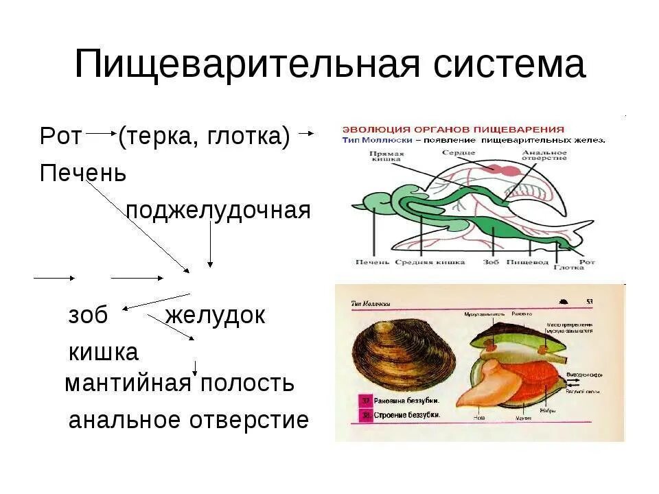 Биология брюхоногих моллюсков. Конспект общая характеристика моллюсков. Пищеварительная система моллюсков ЕГЭ. Моллюски брюхоногие двустворчатые и головоногие. Пищеварительная система класс двустворчатые моллюски таблица.